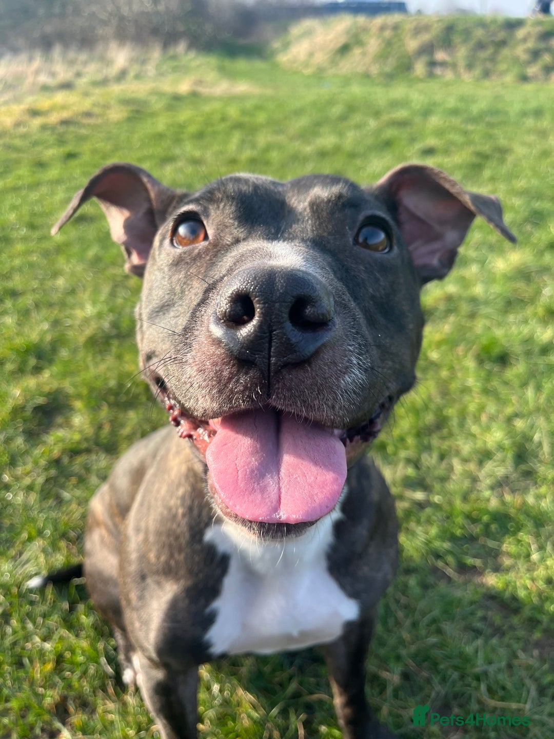 Staffordshire Bull Terrier dogs for sale: Female Staffordshire Bull Terrier Pups - Image 11