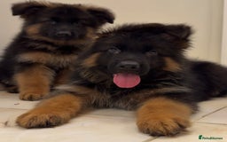 German Shepherd dogs for sale: Purebred German Shepherd Puppies for Sale 🐾 - Image 3