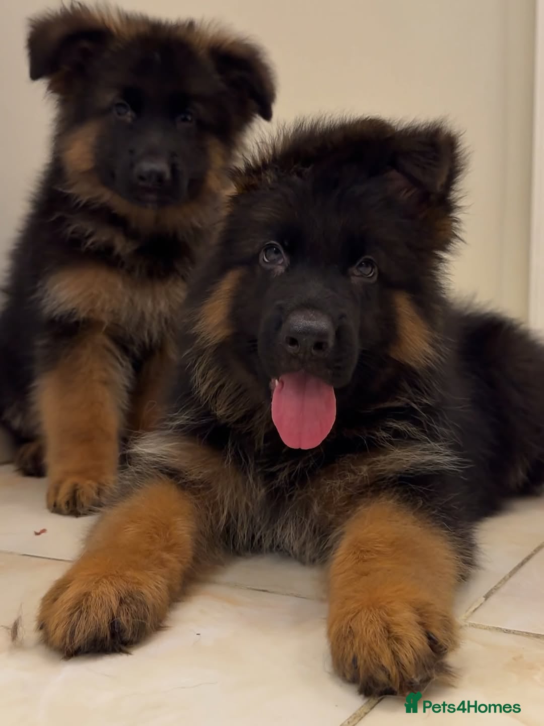 German Shepherd dogs for sale: Purebred German Shepherd Puppies for Sale 🐾 - Image 3
