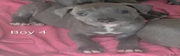 Mixed Breed dogs for sale: Blue Staffordshire Bull Terrier pups  - Advert 4