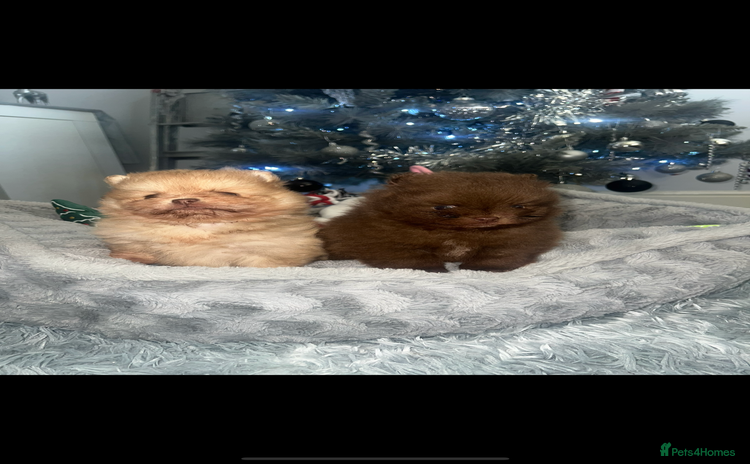 Pomeranian dogs Pomeranian pups chocolate merls 🐶🐶 - Advert 15
