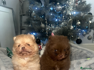 Pomeranian dogs Pomeranian pups chocolate merls 🐶🐶 - Advert 10