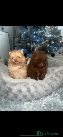 Pomeranian dogs Pomeranian pups chocolate merls 🐶🐶 - Advert 15