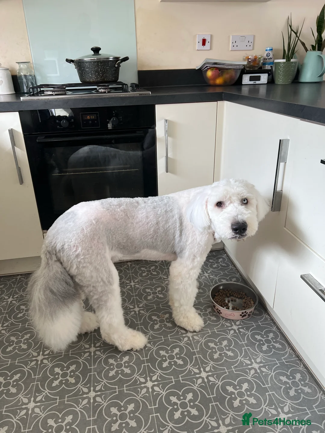 Old English Sheepdog dogs for stud: Stud KC Old English Sheepdog in Peterborough - Advert 11