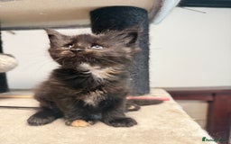 Maine Coon cats for sale:  Maine Coon Kittens Looking for Loving Homes 🐾 - Image 5