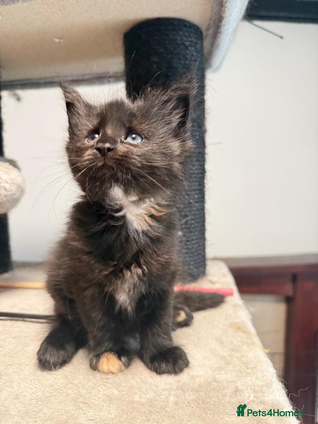 Maine Coon cats for sale:  Maine Coon Kittens Looking for Loving Homes 🐾 - Image 5