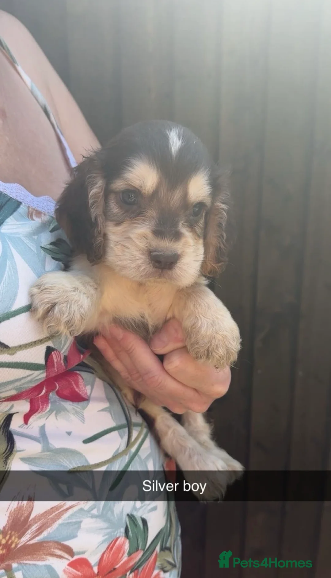 Cocker Spaniel dogs for sale: 9 beautiful cocker spaniels  in Maidstone - Advert 2