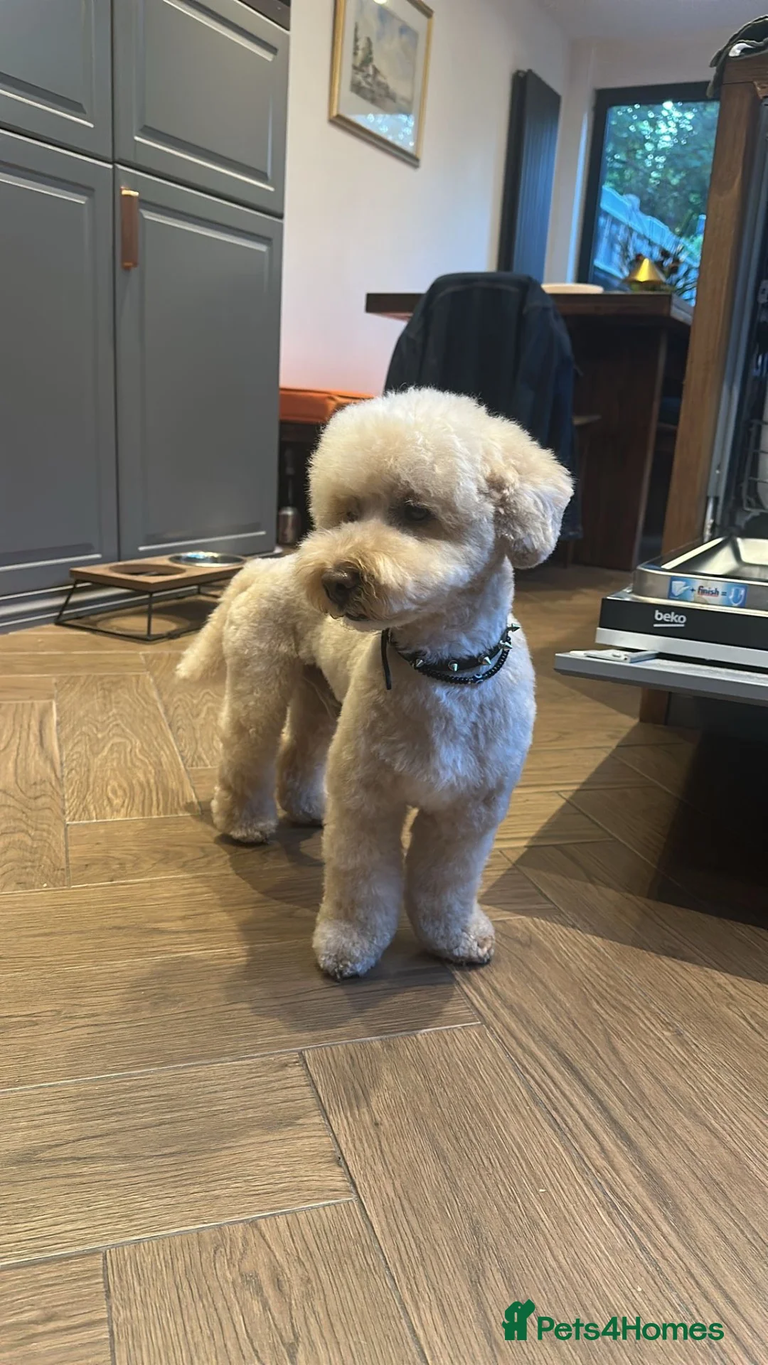 Miniature Poodle dogs for stud: Noodle the Poodle welcomes ladies - Advert 2