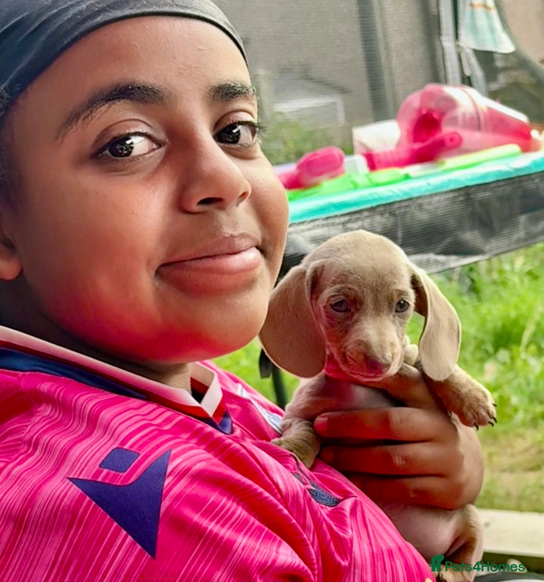Miniature Dachshund dogs for sale: Beautiful Isabella dachshund puppies - Image 20