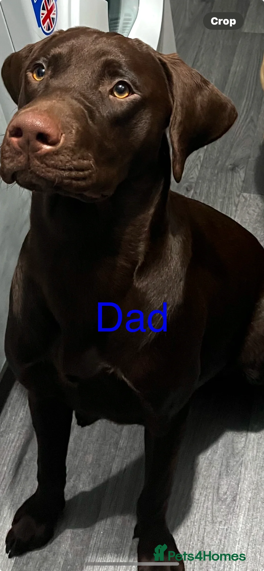 Labrador Retriever dogs for sale: Chunky chocolate/black Labrador puppies - Advert 2