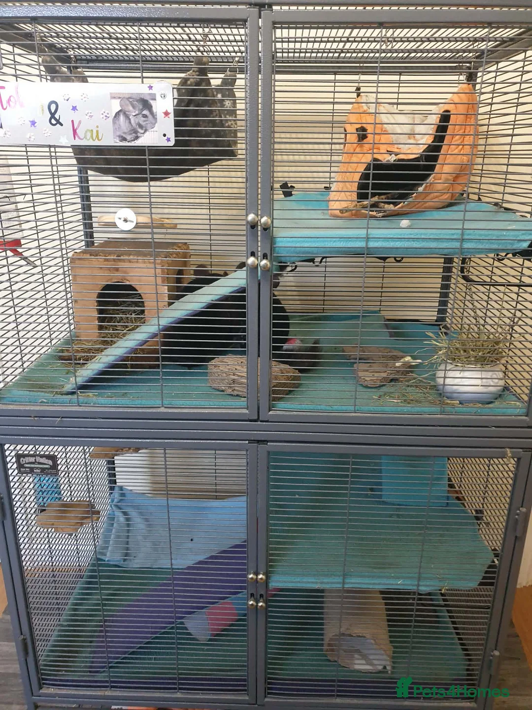 Chinchilla rodents for sale: Chinchillas need rehoming - 2 Females, 2 Males in Gillingham - Advert 5