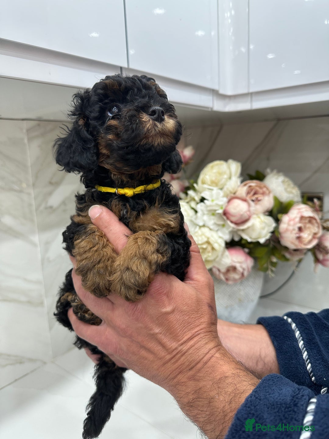 Toy Poodle dogs for sale: Beautiful Toy Poodle Puppies for Sale - Image 10