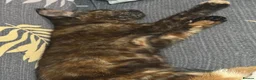 Mixed Breed cats for sale: Kittens  in Birmingham - Advert 1