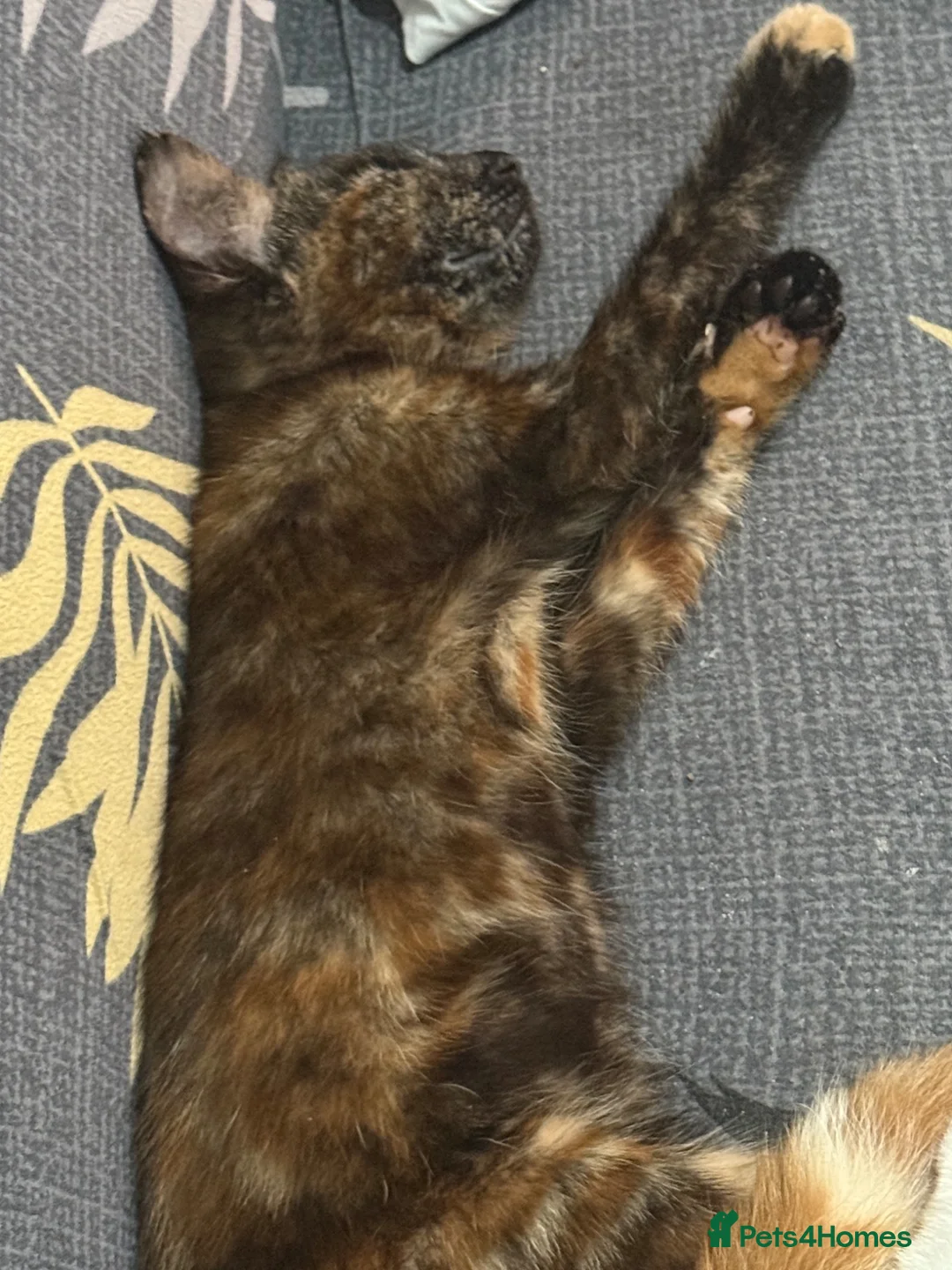 Mixed Breed cats for sale: Kittens  in Birmingham - Advert 1