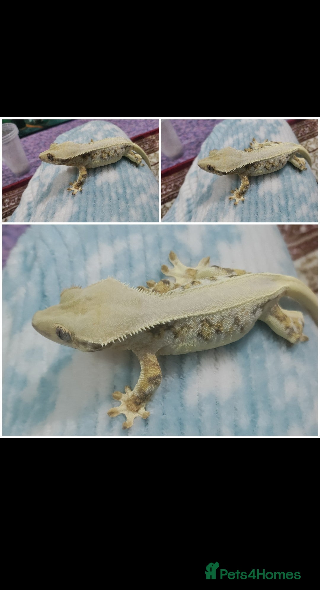 Gecko reptiles Crested geckos and Snakes (Read Description) - Advert 2