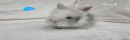 Lionhead rabbits for sale: Double mane lionhead rabbits seal point - Advert 19