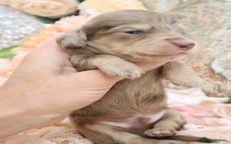 Miniature Dachshund dogs for sale: KC Longhair Miniature Dachshund Puppies - Image 9