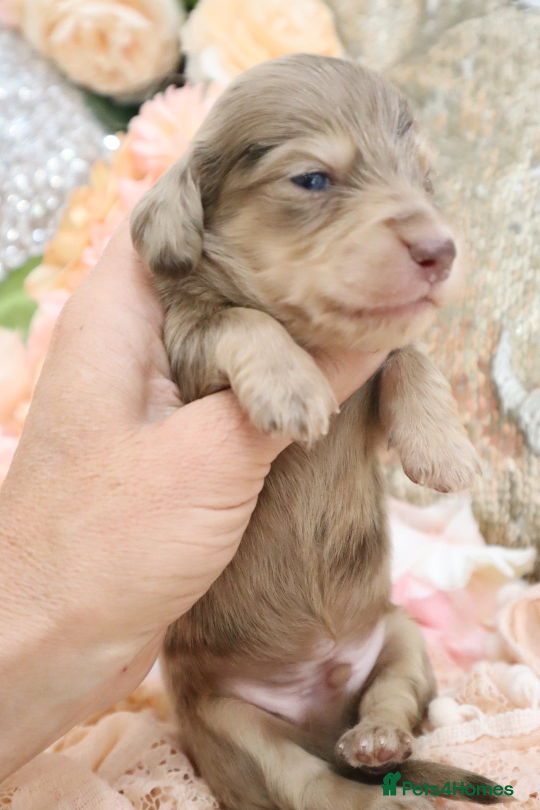 Miniature Dachshund dogs for sale: KC Longhair Miniature Dachshund Puppies - Image 9