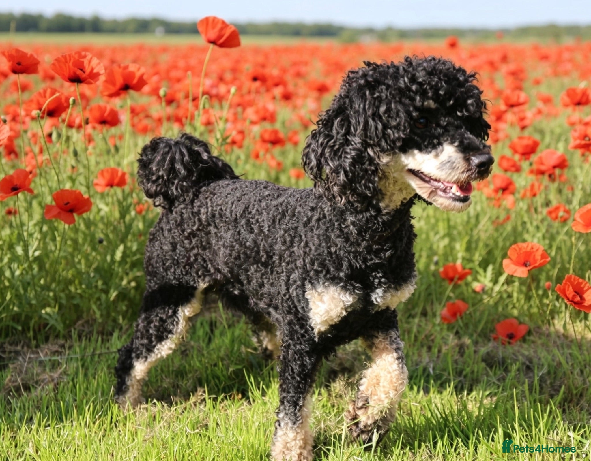 Toy Poodle dogs Black phantom toy poodle for stud  - Advert 4