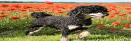 Toy Poodle dogs for stud: Black phantom toy poodle for stud  - Advert 1
