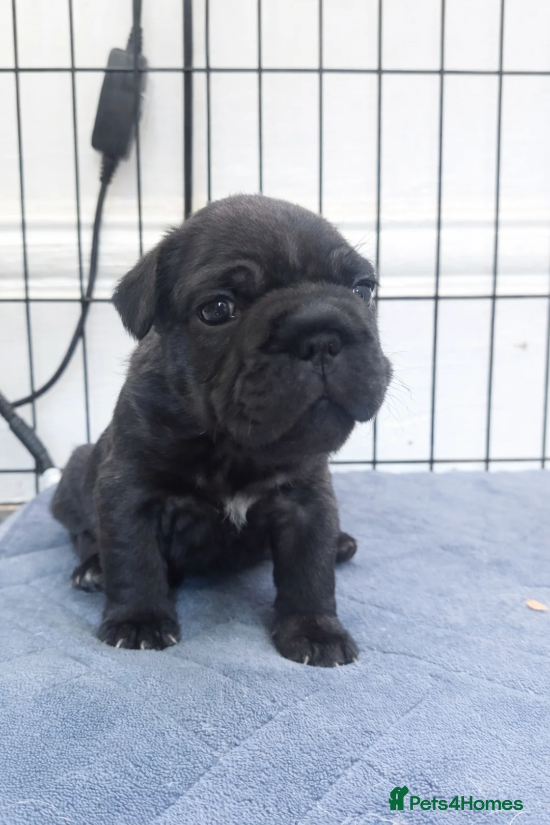 French Bulldog dogs for sale: Reduced price!!! Beautiful French bulldog pups  - Advert 10