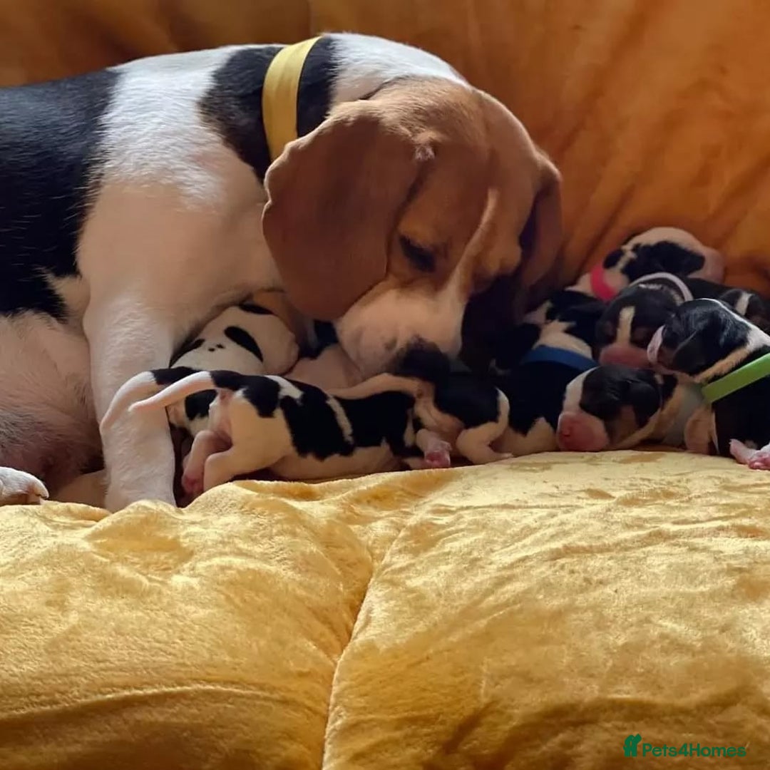 Beagle dogs for sale: Beagle puppies ready for sale  - Image 4