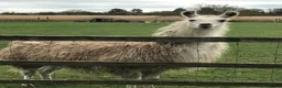 Llama livestock for sale: 4 female llamas in York - Advert 12