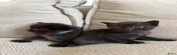 British Shorthair cats for sale:     Beautiful British Shorthair Cross Kittens - Advert 18