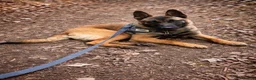 Belgian Shepherd Dog dogs for sale: Belgium Malinois - Advert 15