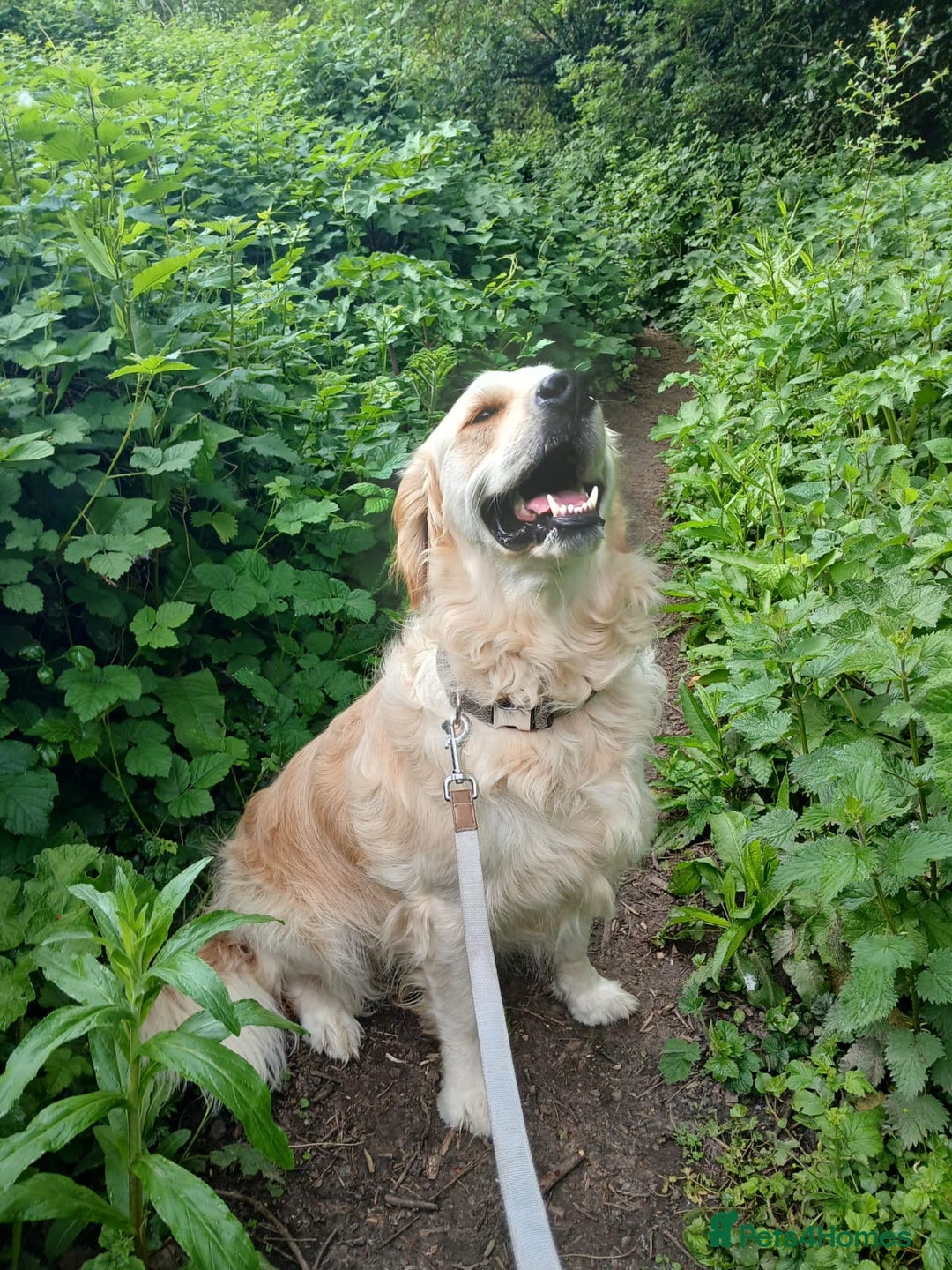 Golden Retriever dogs for sale: Gorgeous Golden Retriever  - Advert 6