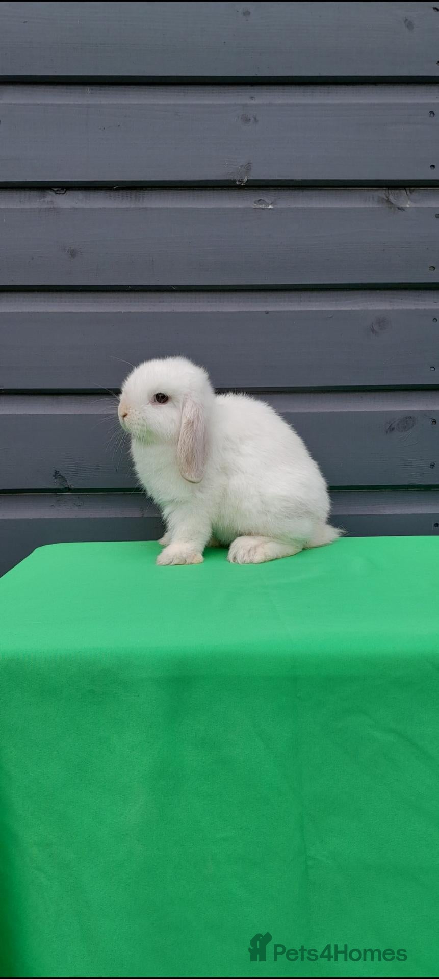 Mini Lop rabbits Purebred mini lops REDUCED TO SELL - Advert 1