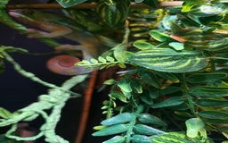 Chameleon reptiles for sale: Panther chameleon with full setup  - Advert 4