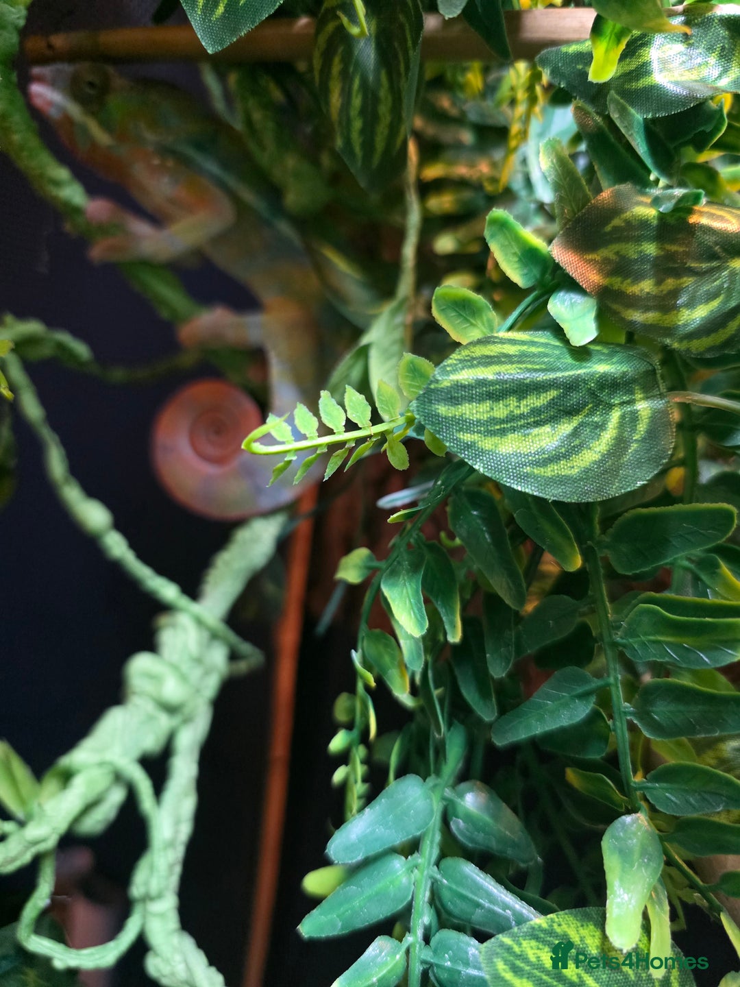 Chameleon reptiles for sale: Panther chameleon with full setup  - Advert 4