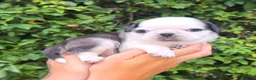 Pug dogs for sale: Royal Blue Litter - Exclusive Showline  - Advert 12