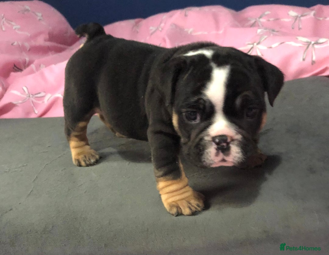 English Bulldog dogs for sale: New English bulldogs - Image 6