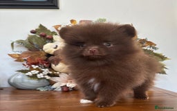 Pomeranian dogs for sale: 🧸🌈 Genuine Teddy Bear Poms Rainbow litter 🌈🧸 - Image 2