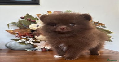 Pomeranian dogs - Advert 15