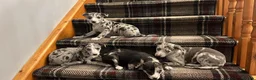 Italian Greyhound dogs for sale: Italian greyhound / whippet  in Baldock - Advert 3