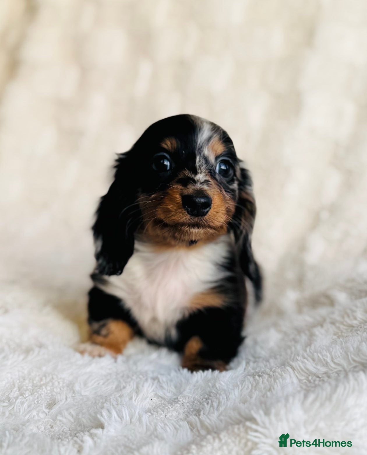 Miniature Dachshund dogs Long haired dachshund puppies  - Advert 12
