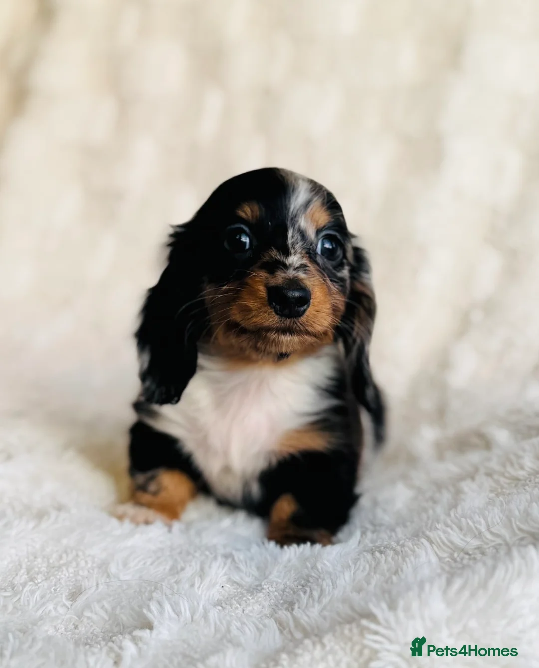 Miniature Dachshund dogs for sale: Long haired dachshund puppies  - Advert 1