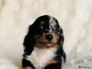 Miniature Dachshund dogs Long haired dachshund puppies - Advert 12