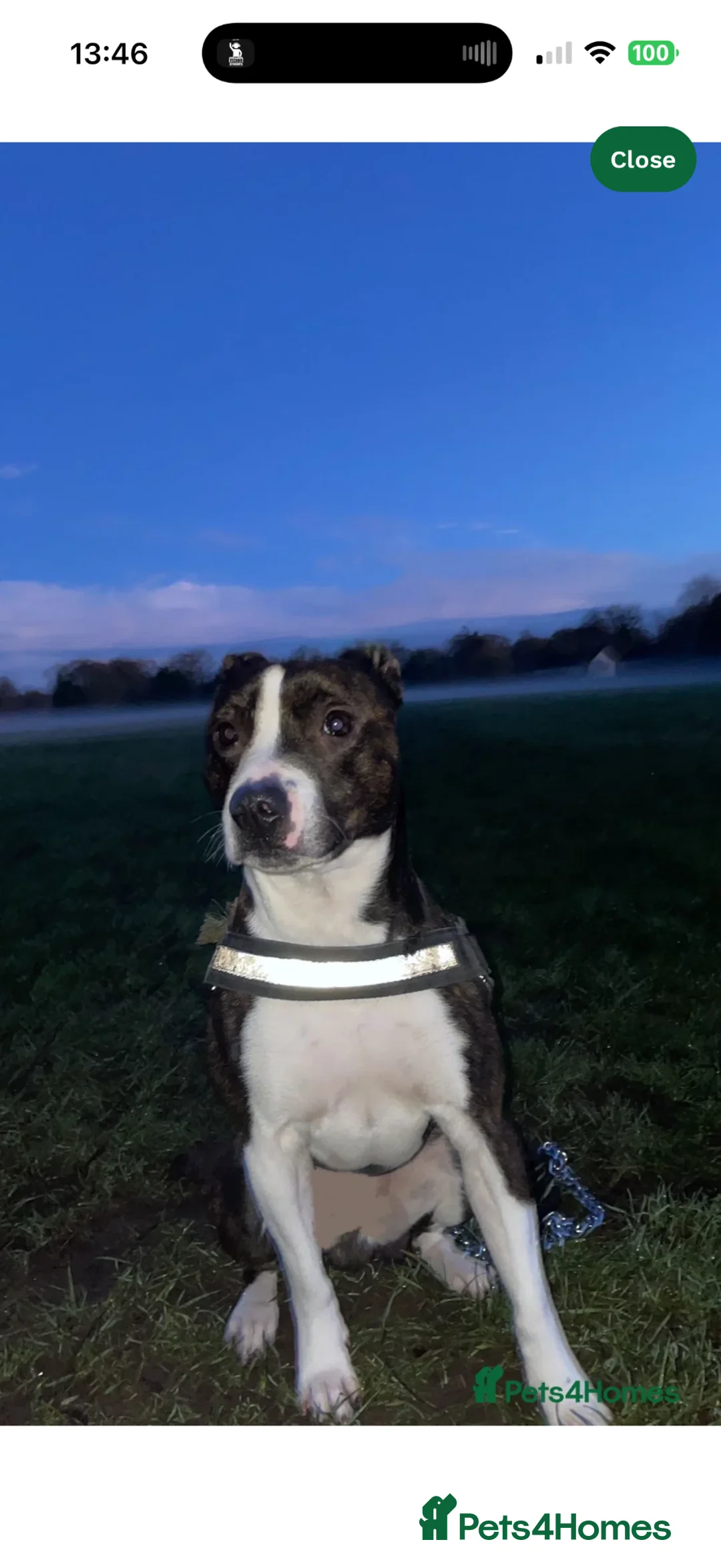 Mixed Breed dogs for sale: Eggsy - Advert 1