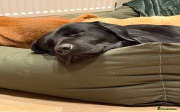 Labrador Retriever dogs for stud: For stud  in Market Drayton - Image 6