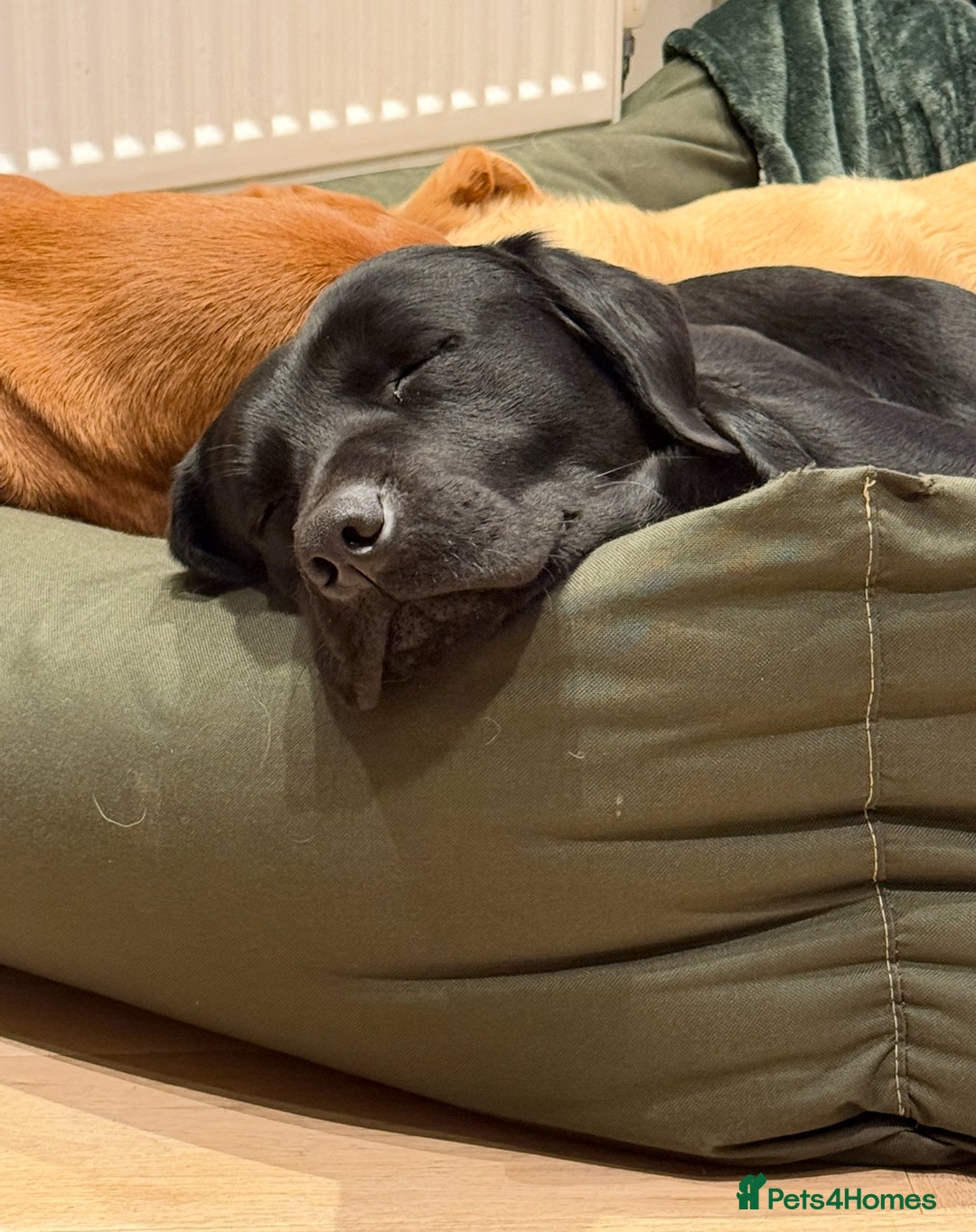 Labrador Retriever dogs for stud: For stud  in Market Drayton - Image 6
