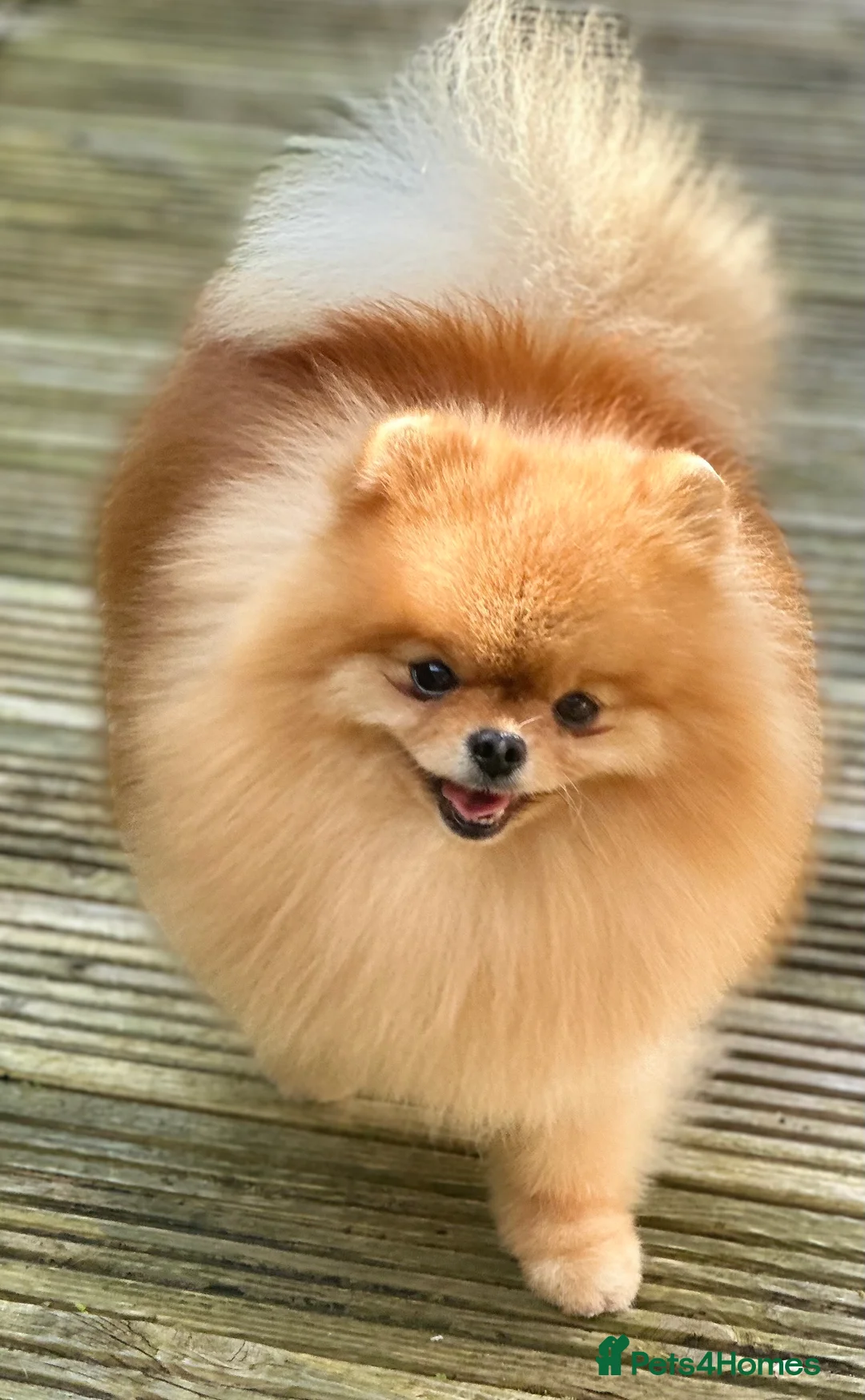 Pomeranian dogs for stud: Stunning orange sable boy for stud in Lanark - Advert 3