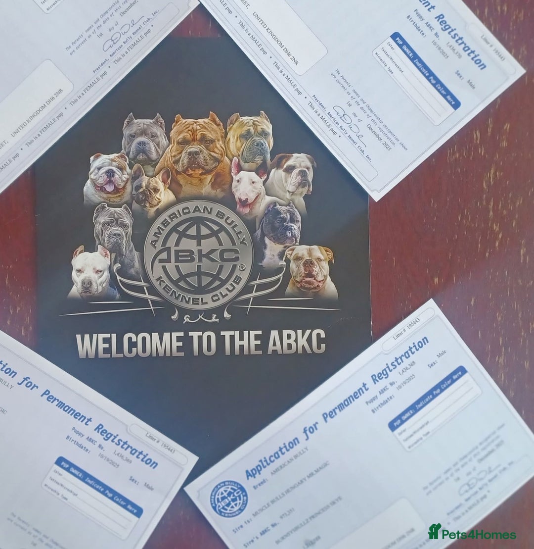 American Bully dogs for sale: x2 American Bully Puppies (Male) - Advert 2