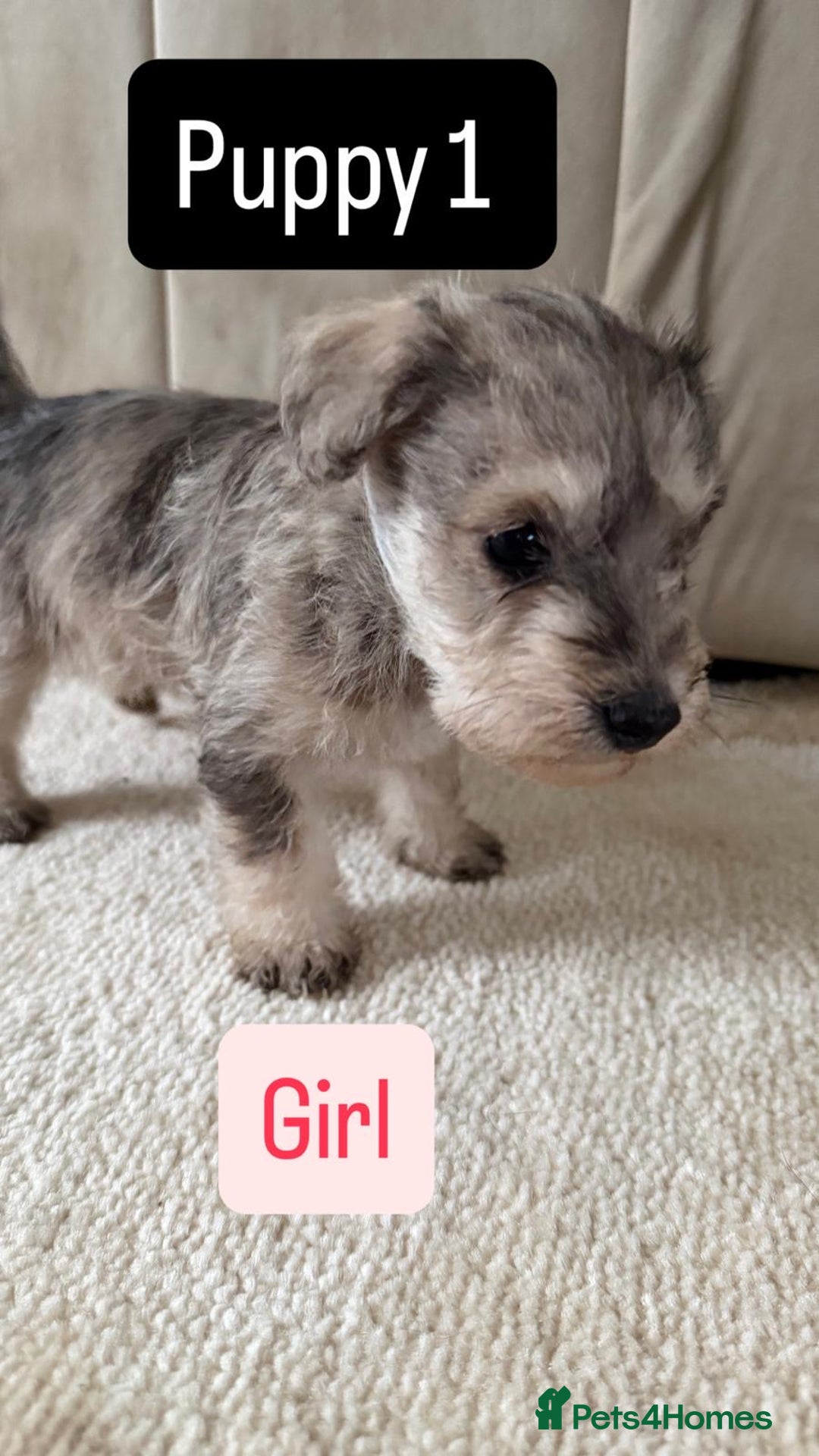 Mixed Breed dogs for sale: Schnoodle puppies for sale  - Advert 35