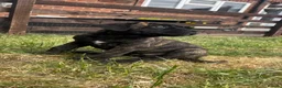 Cane Corso dogs for sale: Grand Champion Cane corso puppies - Advert 15