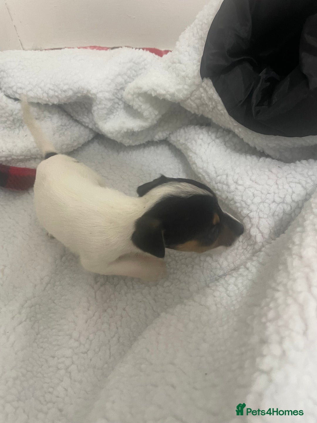 Jack Russell dogs for sale: Four Jack Russell puppies merle - Image 5