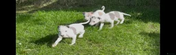 Whippet dogs for sale: Whippet puppy’s  in Beaworthy - Advert 14